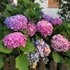 franclaire64